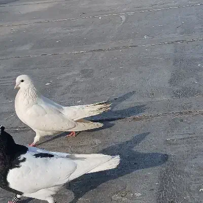 کبوتر پرشی|پرنده|آمل, |دیوار