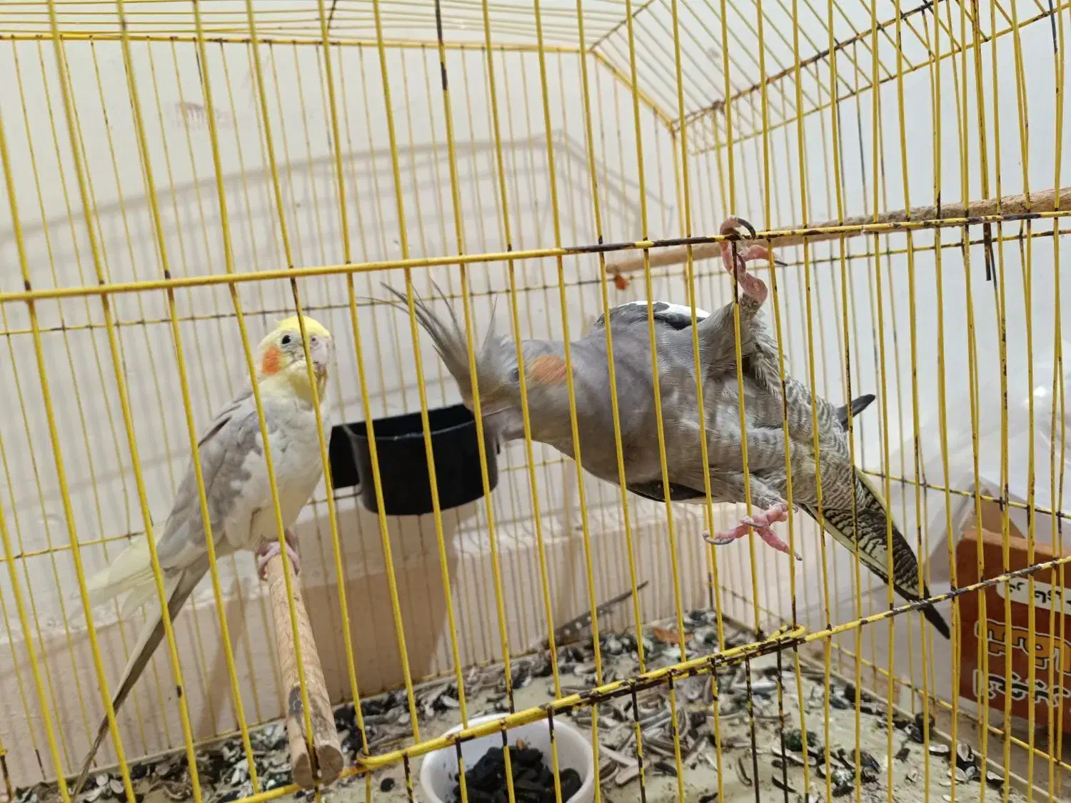 عروس هلندی|پرنده|آبادان, |دیوار