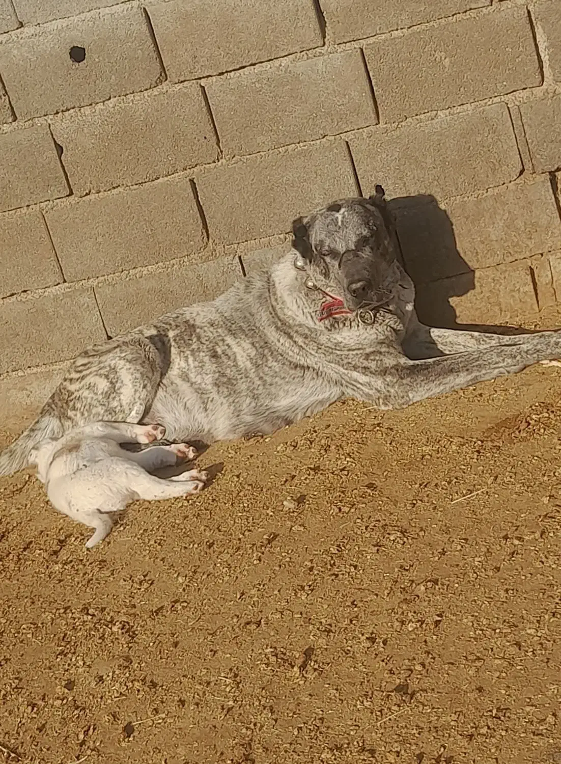 سگ ماده|سگ|پاکدشت, پاکدشت (مامازند)|دیوار