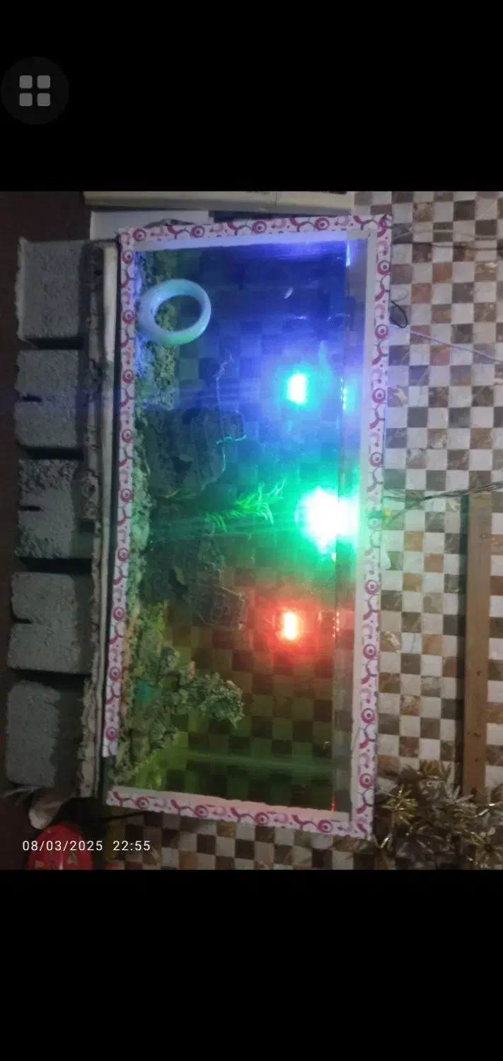 اکوایوم|ماهی|بندرعباس, |دیوار