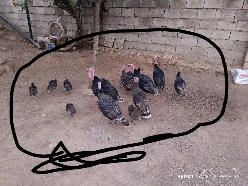 تعدادی بوقلمون بفروش میرسد|حیوانات مزرعه|لردگان, |دیوار