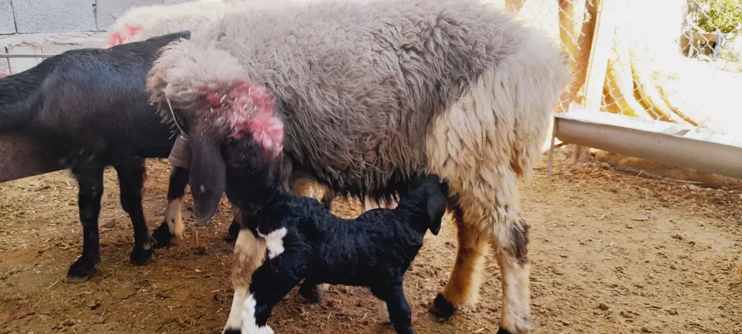 ۳راس میش به فروش میرسد|حیوانات مزرعه|ارم, |دیوار