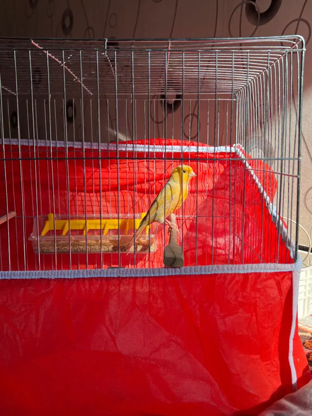 قناری نر بخون.سهره بخون|پرنده|پاکدشت, پاکدشت (مامازند)|دیوار