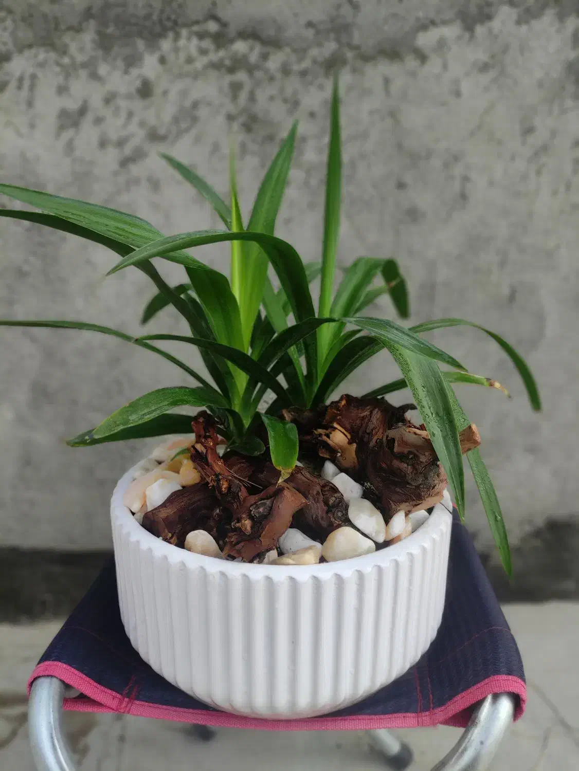 گل آپارتمانی بونسای کادو خاص با گلدان سفالی مخصوص|گل و گیاه طبیعی|مشهد, کارمندان دوم|دیوار