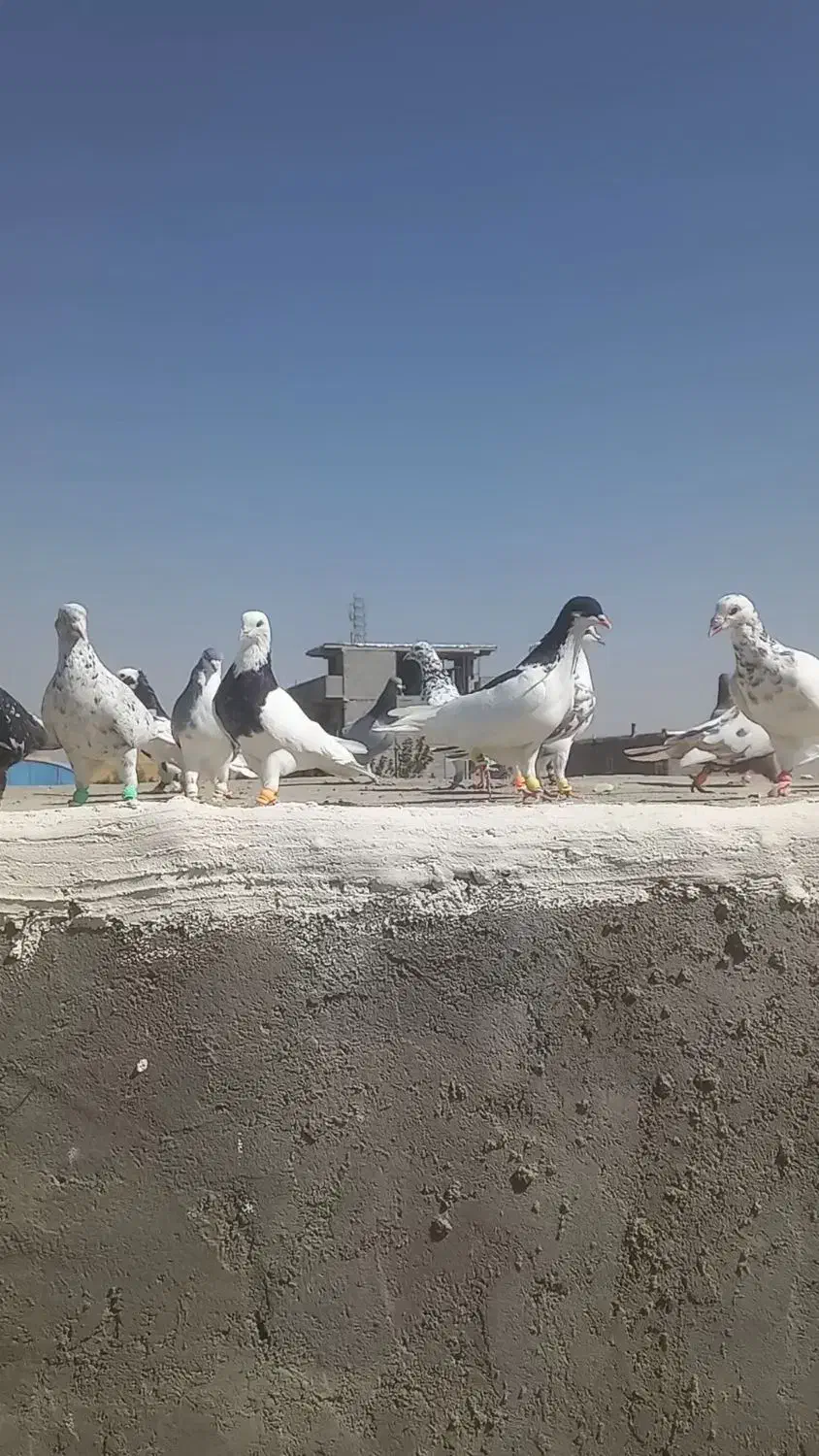 کبوتر یا کفتر پرشی نر|پرنده|بوئین زهرا, |دیوار
