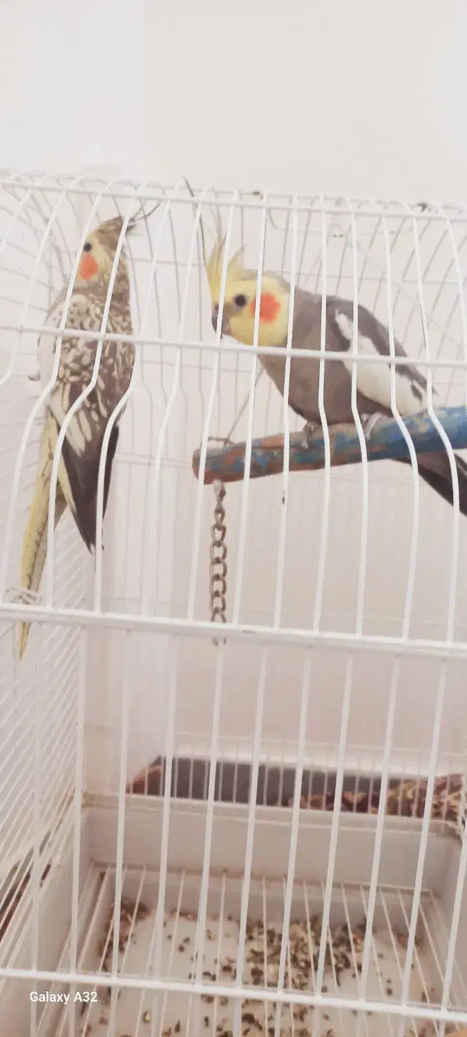 عروس هلندی|پرنده|مشگین شهر, |دیوار