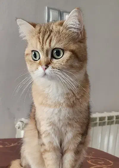 گربه ماده جهت جفت گیری|گربه|گرگان, |دیوار