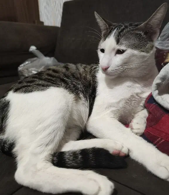 واگذاری گربه ی خونگی|گربه|گنبد کاووس, |دیوار