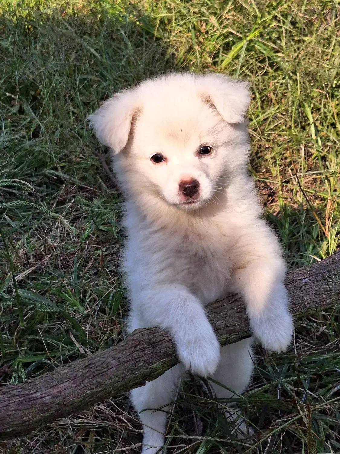 سگ اشپیتز ۲ ماه و ۱۰روز|سگ|رودسر, |دیوار