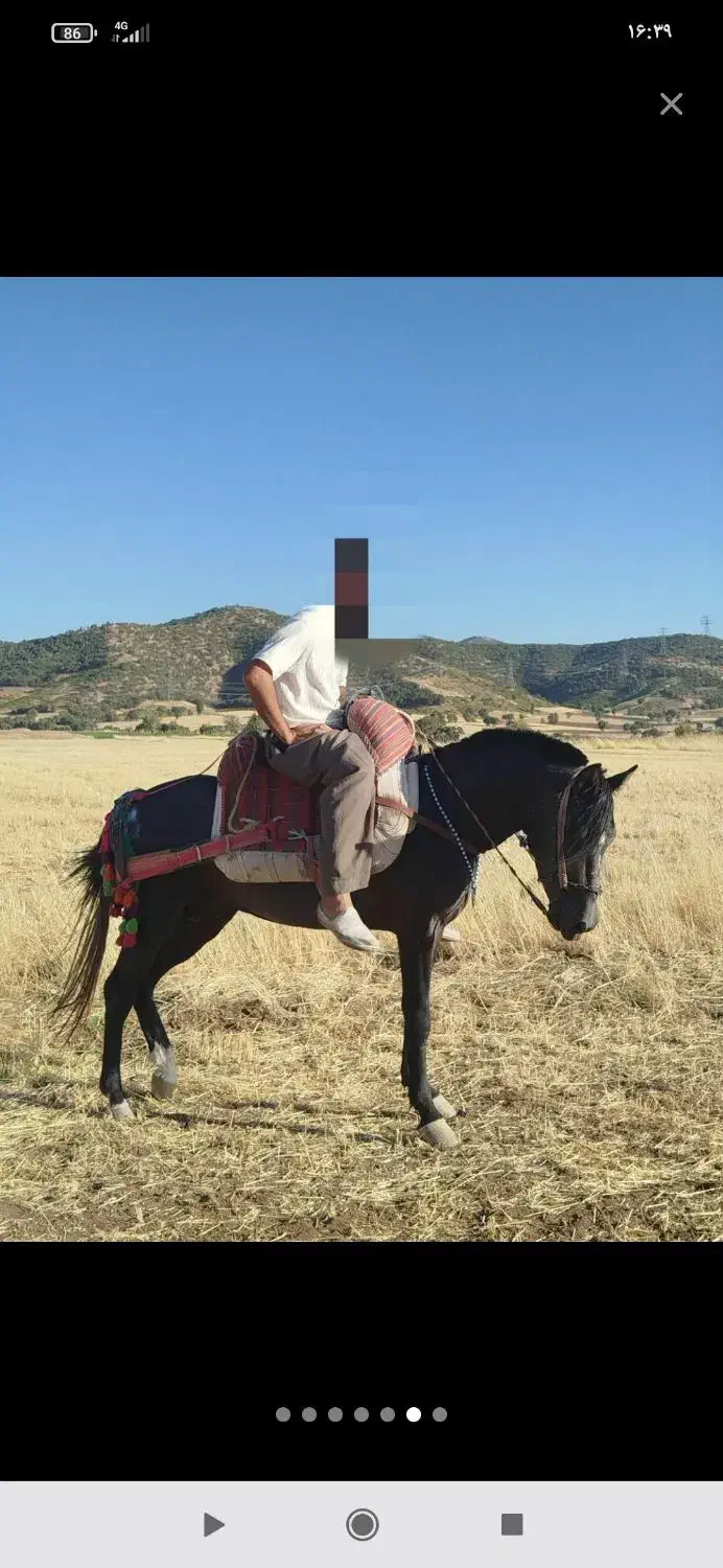 اسب ۶ سال|اسب و تجهیزات اسب‌سواری|حویق, |دیوار