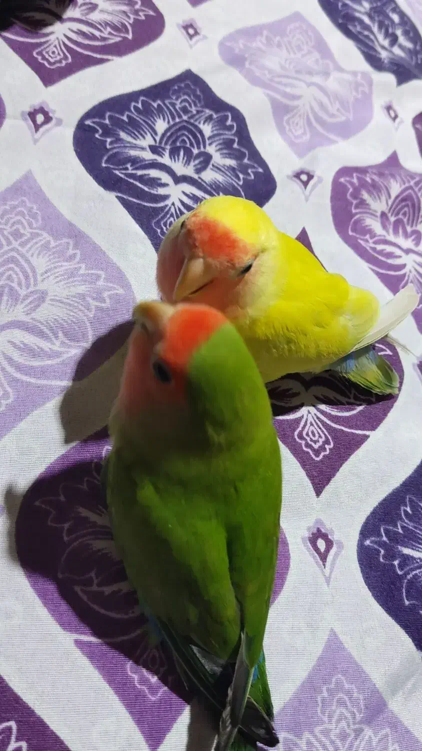 یک جفت کوتوله دستی|پرنده|شهرضا, |دیوار