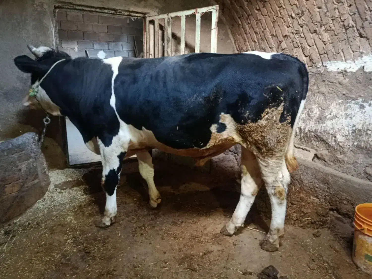 گوساله|حیوانات مزرعه|بروجرد, |دیوار