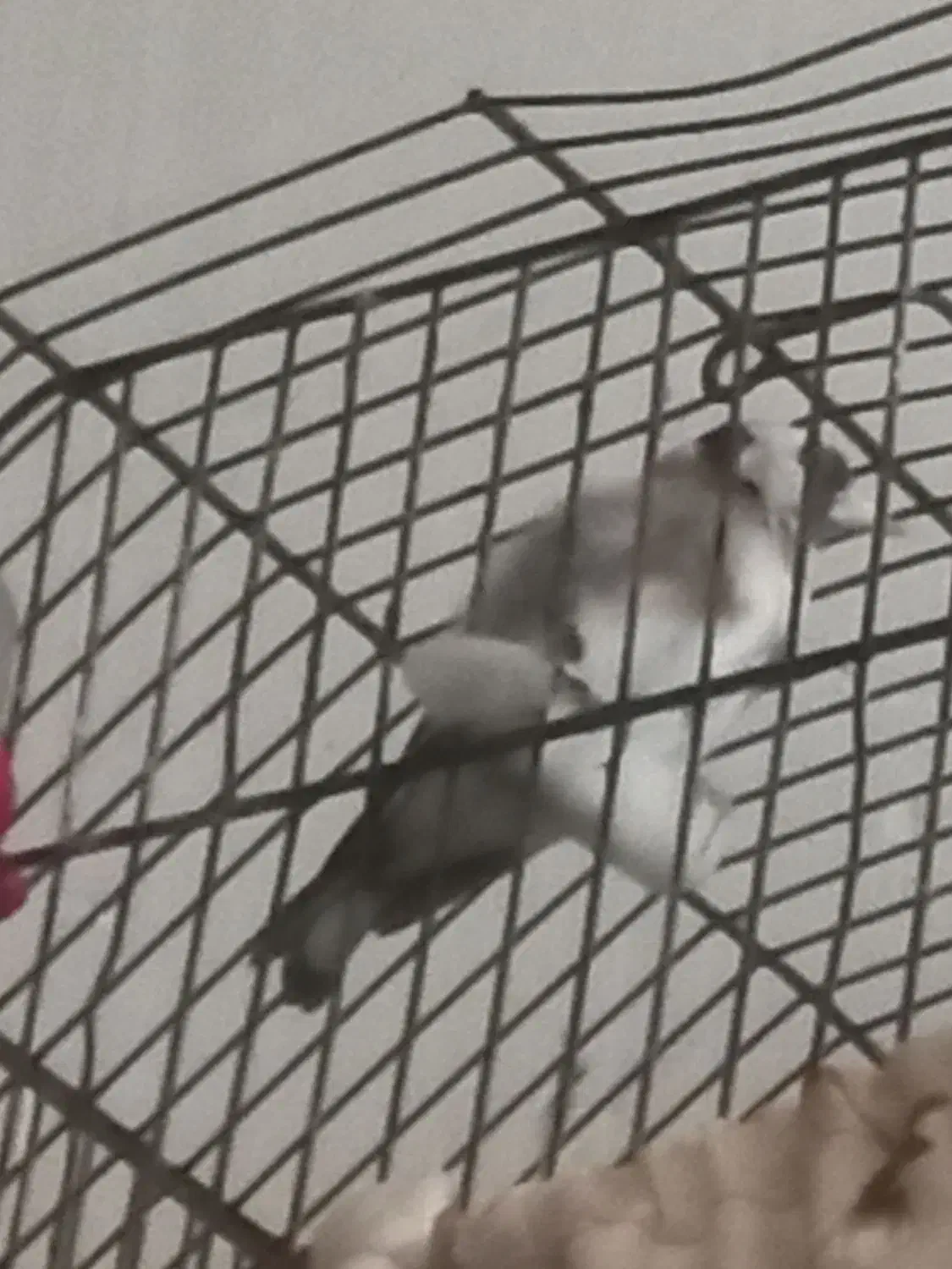 سهره|پرنده|شیرگاه, |دیوار