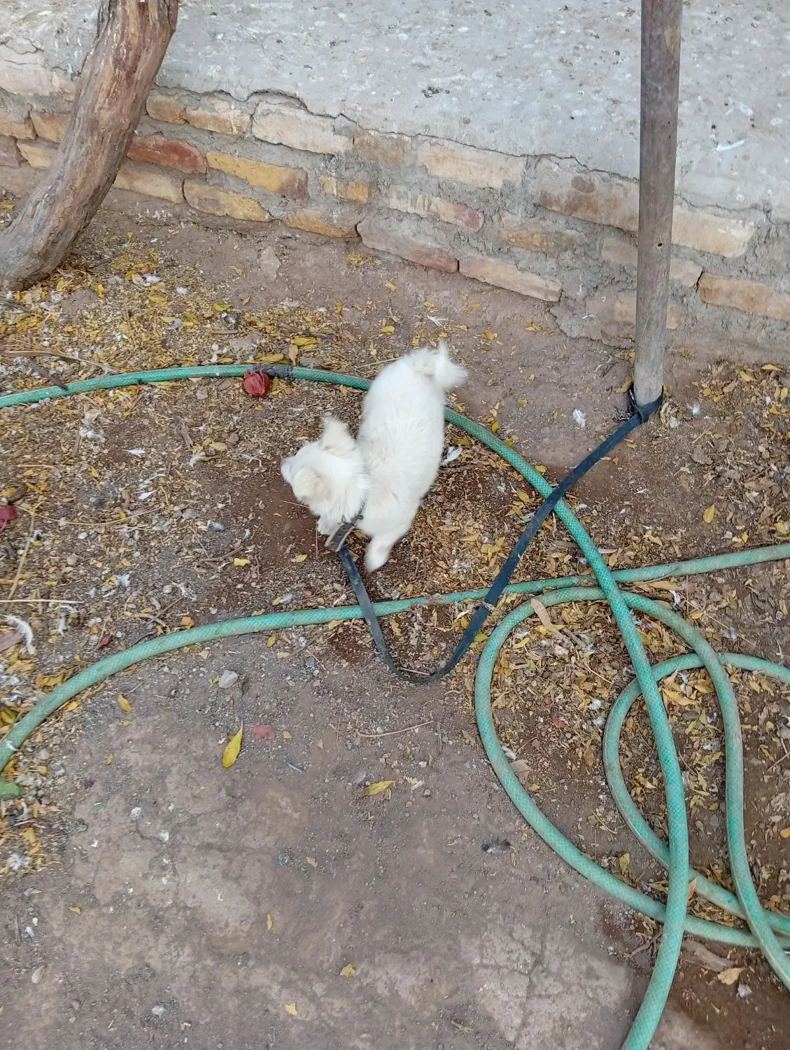 توله اشپیتز ماده|سگ|رفسنجان, |دیوار