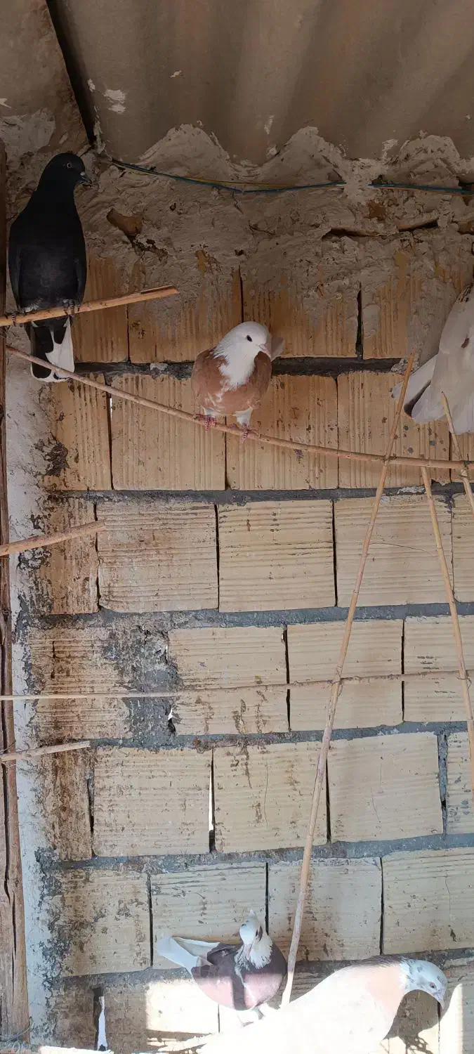 ماده شازده زرد|پرنده|آران و بیدگل, |دیوار