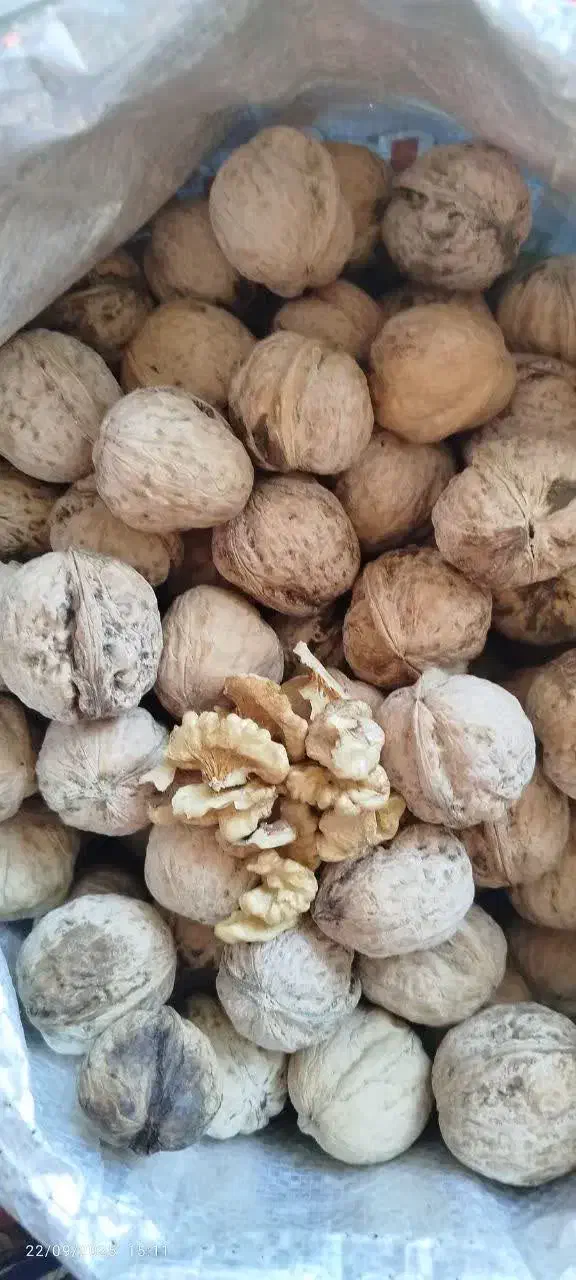 گردو کاغذی|خوردنی و آشامیدنی|شیراز, گویم|دیوار