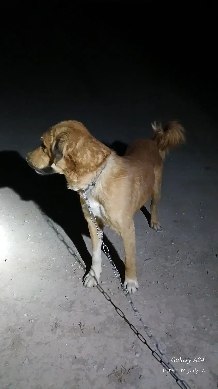 سگ فروشی|سگ|خوسف, |دیوار