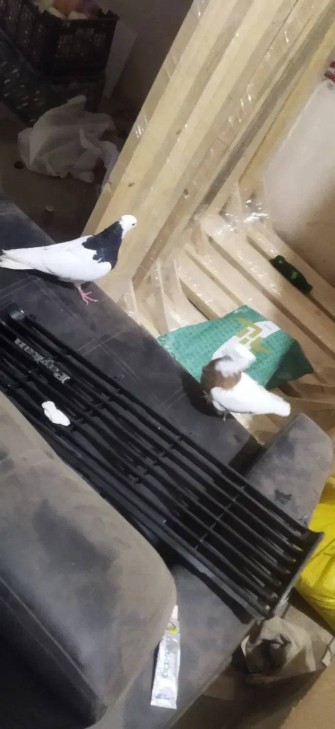 کفتر طوقی|پرنده|سرایان, |دیوار