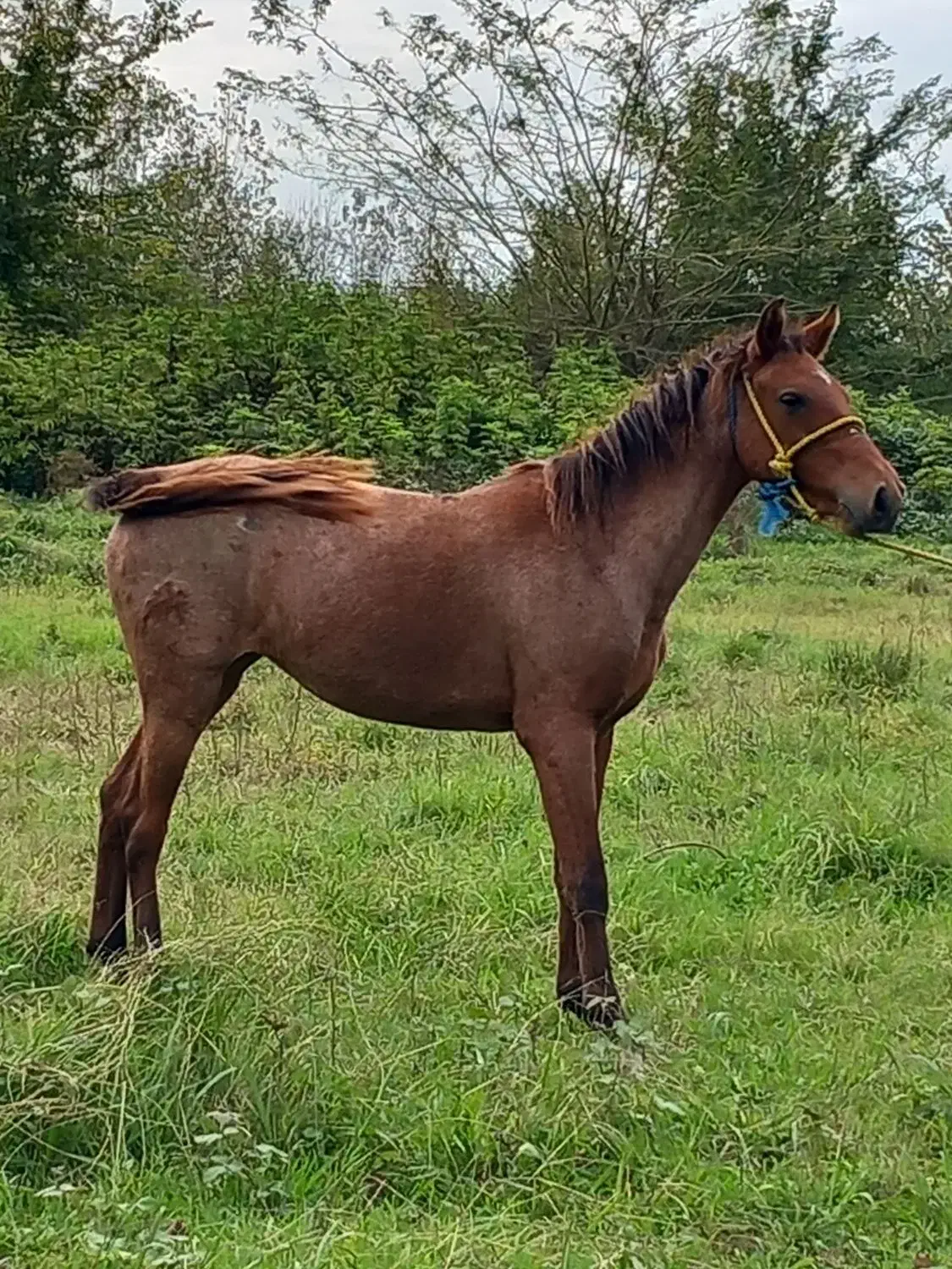 اسب مادیان|اسب و تجهیزات اسبسواری|پیربازار, |دیوار