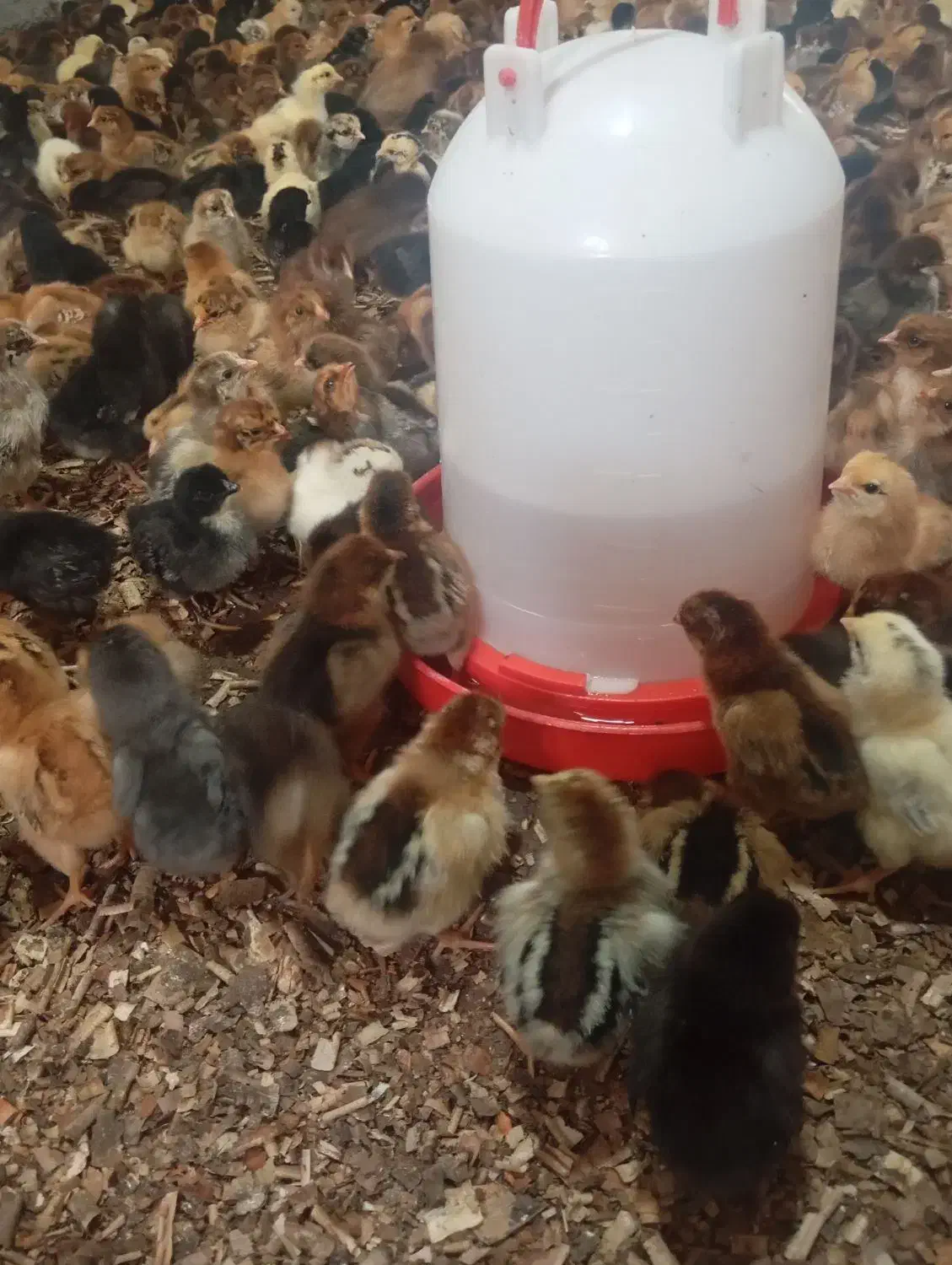 جوجه مرغ یک هفته ای|حیوانات مزرعه|سبزوار, قاضی زاد|دیوار