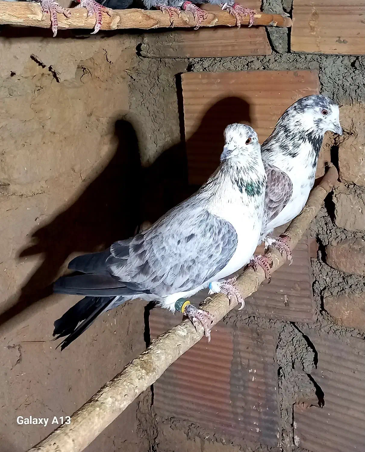 فروش کبوتر|پرنده|جوادآباد, |دیوار