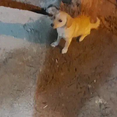 پاکوتاه|سگ|مراغه, |دیوار