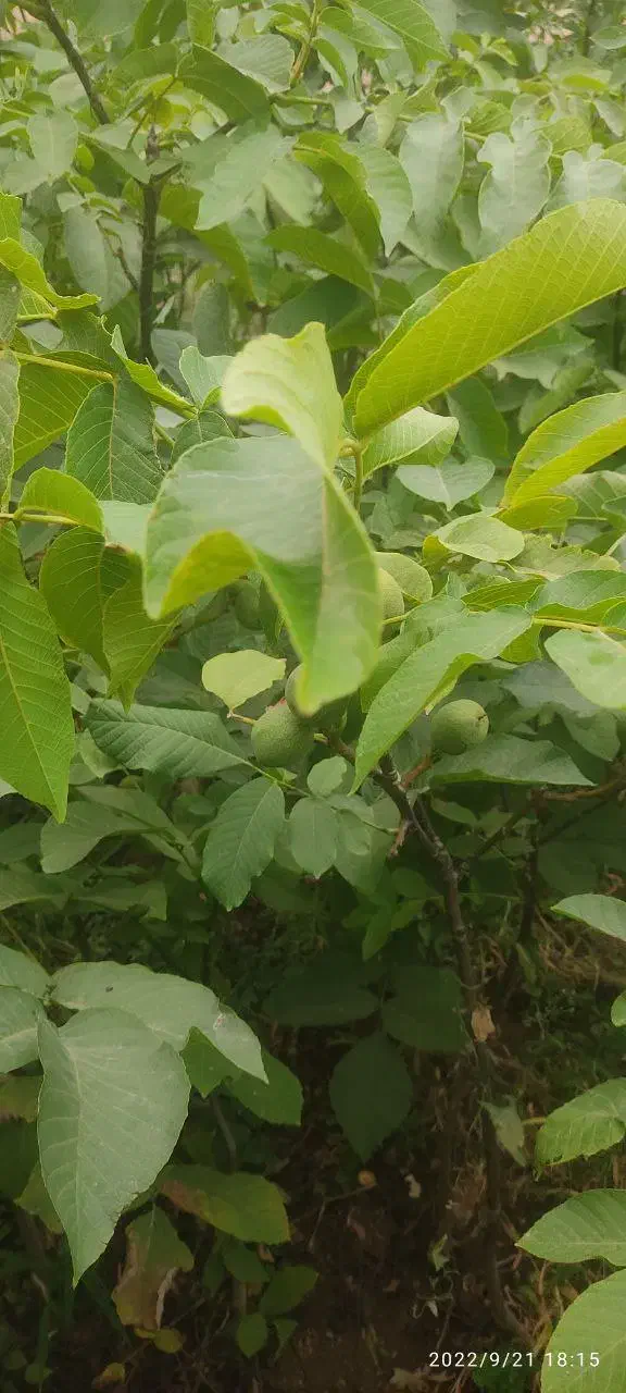 فروش نهال گردو کاغذی|گل و گیاه طبیعی|سراب, |دیوار