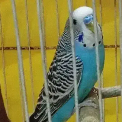 مرغ عشق|پرنده|مشهد, اروند|دیوار