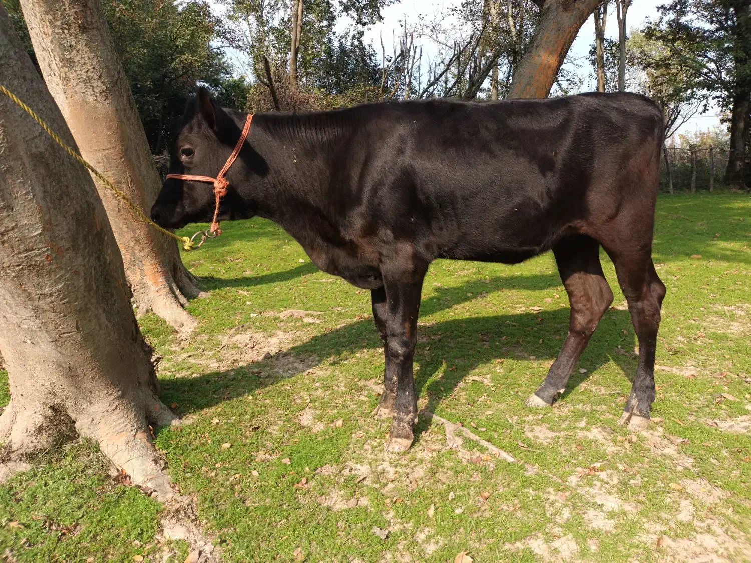 فروش گوساله هلشتاین اصیل(ماده )|حیوانات مزرعه|رضوانشهر, |دیوار