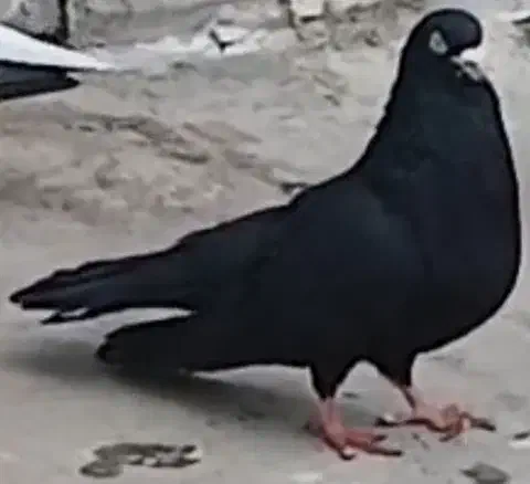 کفتر زینتی قدیمی|پرنده|محمدشهر, محمدشهر|دیوار