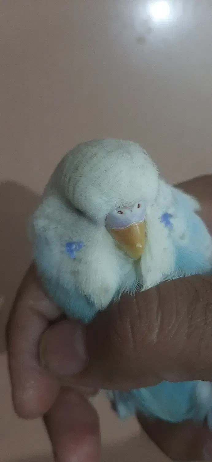 مرغ انگلیسی|پرنده|میانه, |دیوار