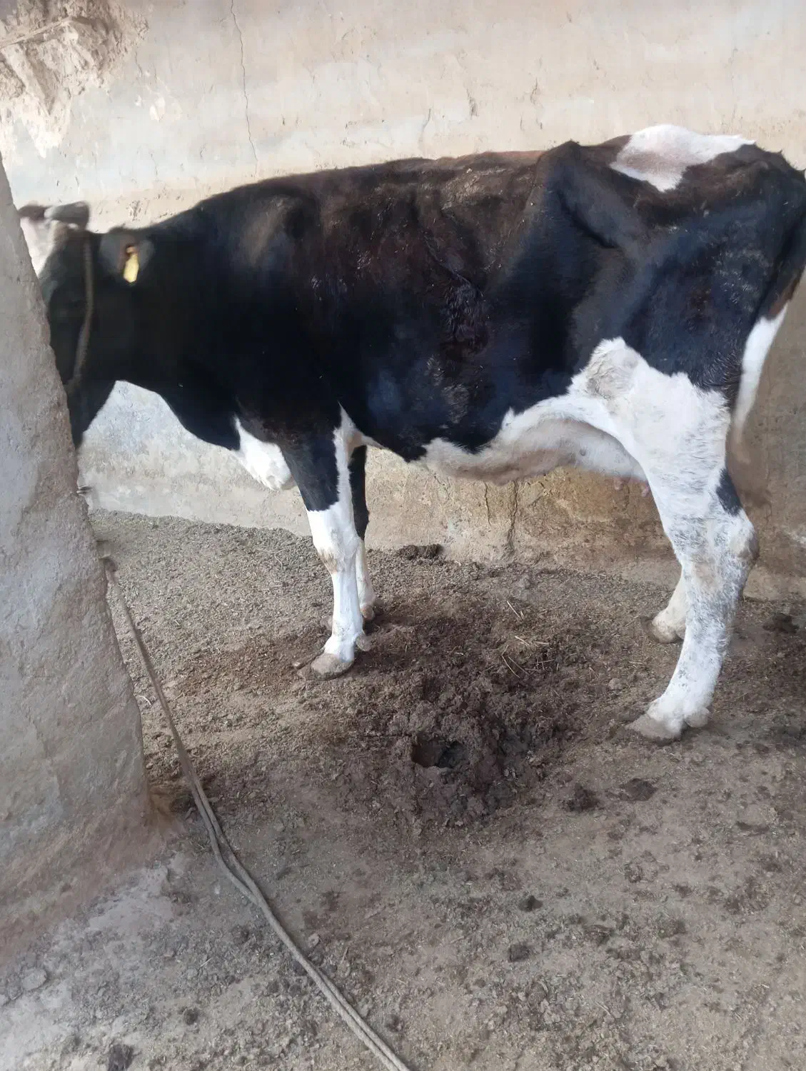 گاو ماده خارجی|حیوانات مزرعه|هیرمند, |دیوار