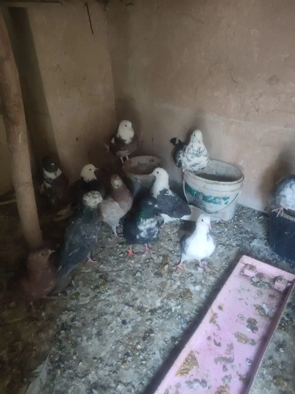 کبوتر پرشی|پرنده|شهریار, رضی آباد پایین|دیوار