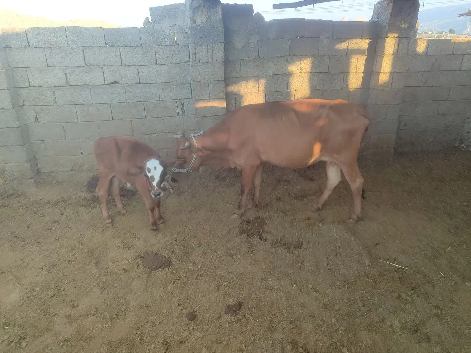 فروش گاو زاییده|حیوانات مزرعه|بندر کنگان, |دیوار