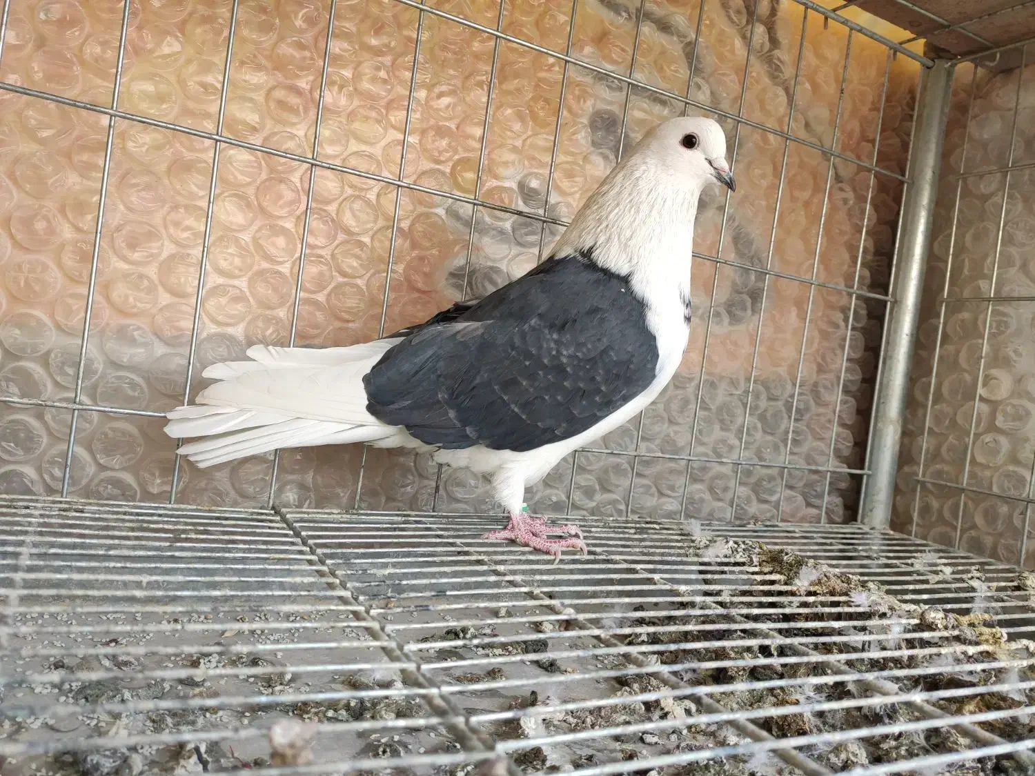 نر دوکت پرشی|پرنده|اصفهان, شاهد|دیوار