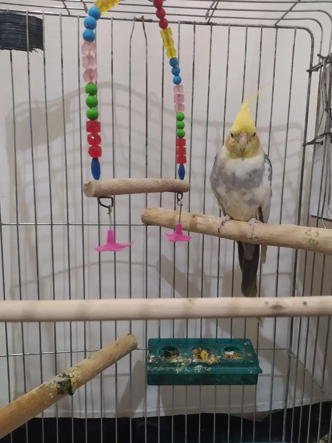 عروس هلندی|پرنده|کبودرآهنگ, |دیوار