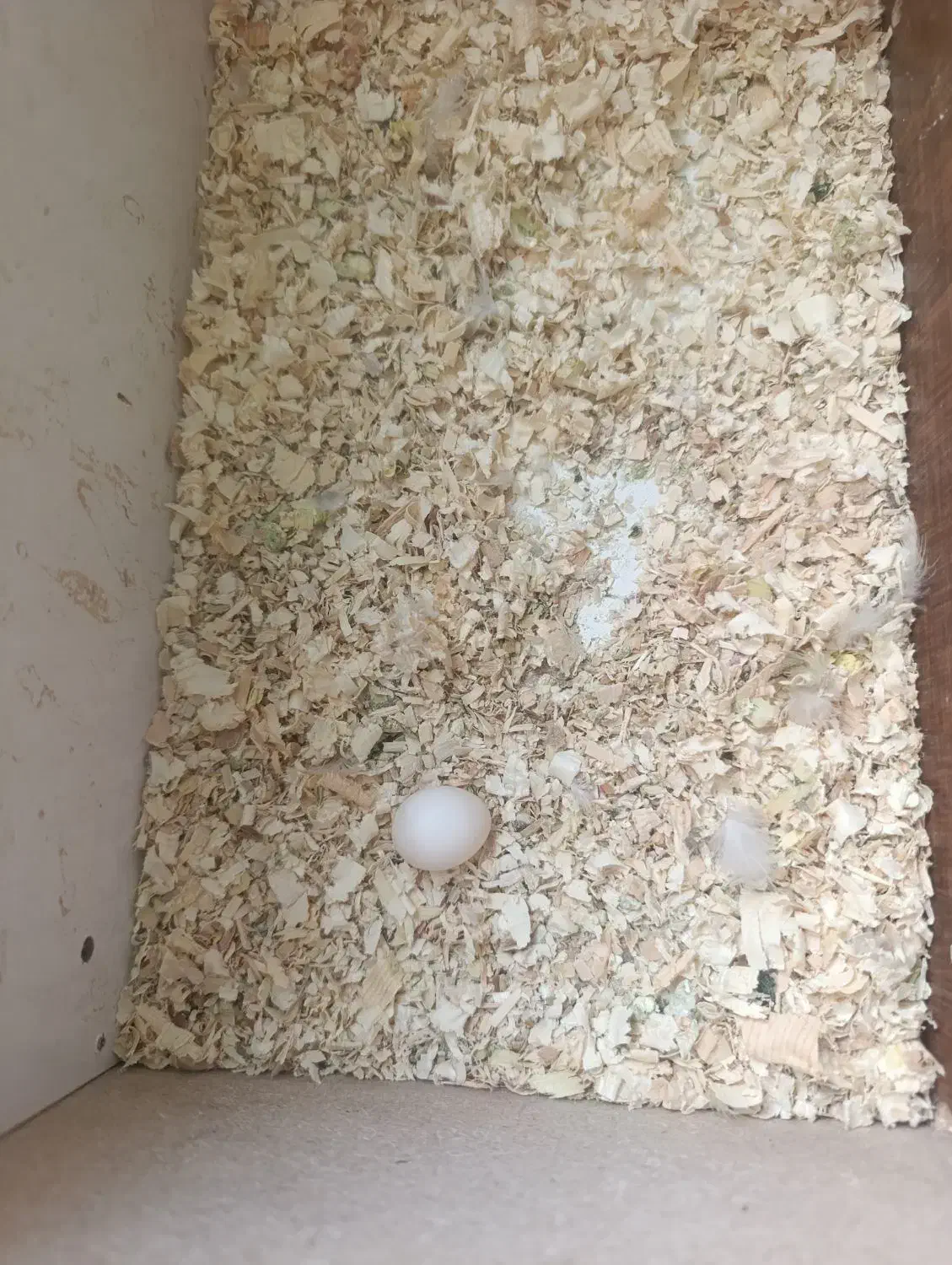 عروس هلندی|حیوانات|آبادان, |دیوار