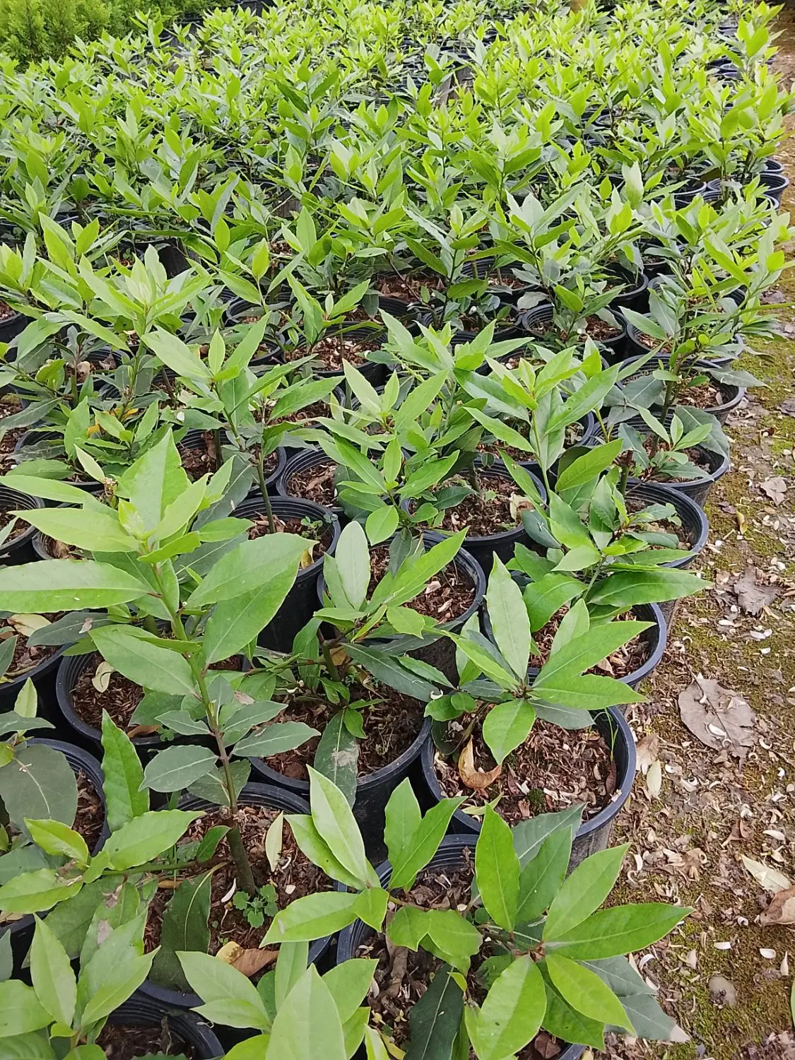 برگ بو|گل و گیاه طبیعی|دالخانی, |دیوار