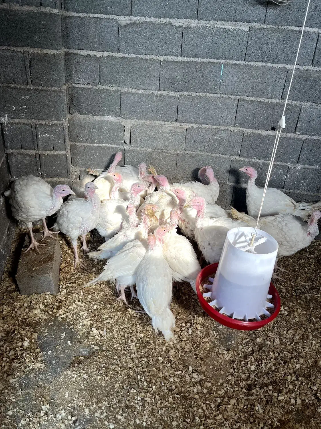 فروش بوقلمون بیوتی ارگانیک|حیوانات مزرعه|رودسر, |دیوار