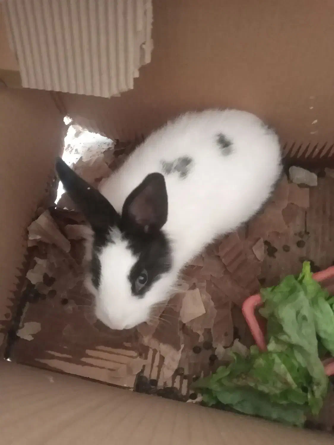 خرگوش|موش و خرگوش|شهرکرد, |دیوار