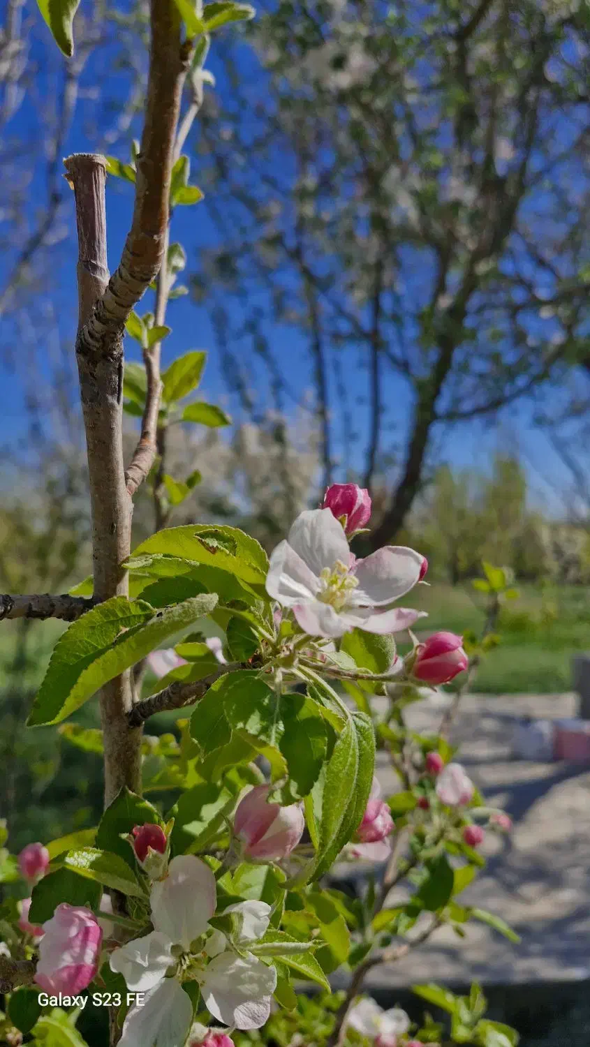 500 متر باغ دولت اباد فراهان|فروش زمین و ملک کلنگی|فرمهین, |دیوار