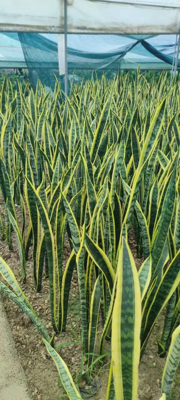 گلفروشی|گل و گیاه طبیعی|رشت, پل تالشان|دیوار