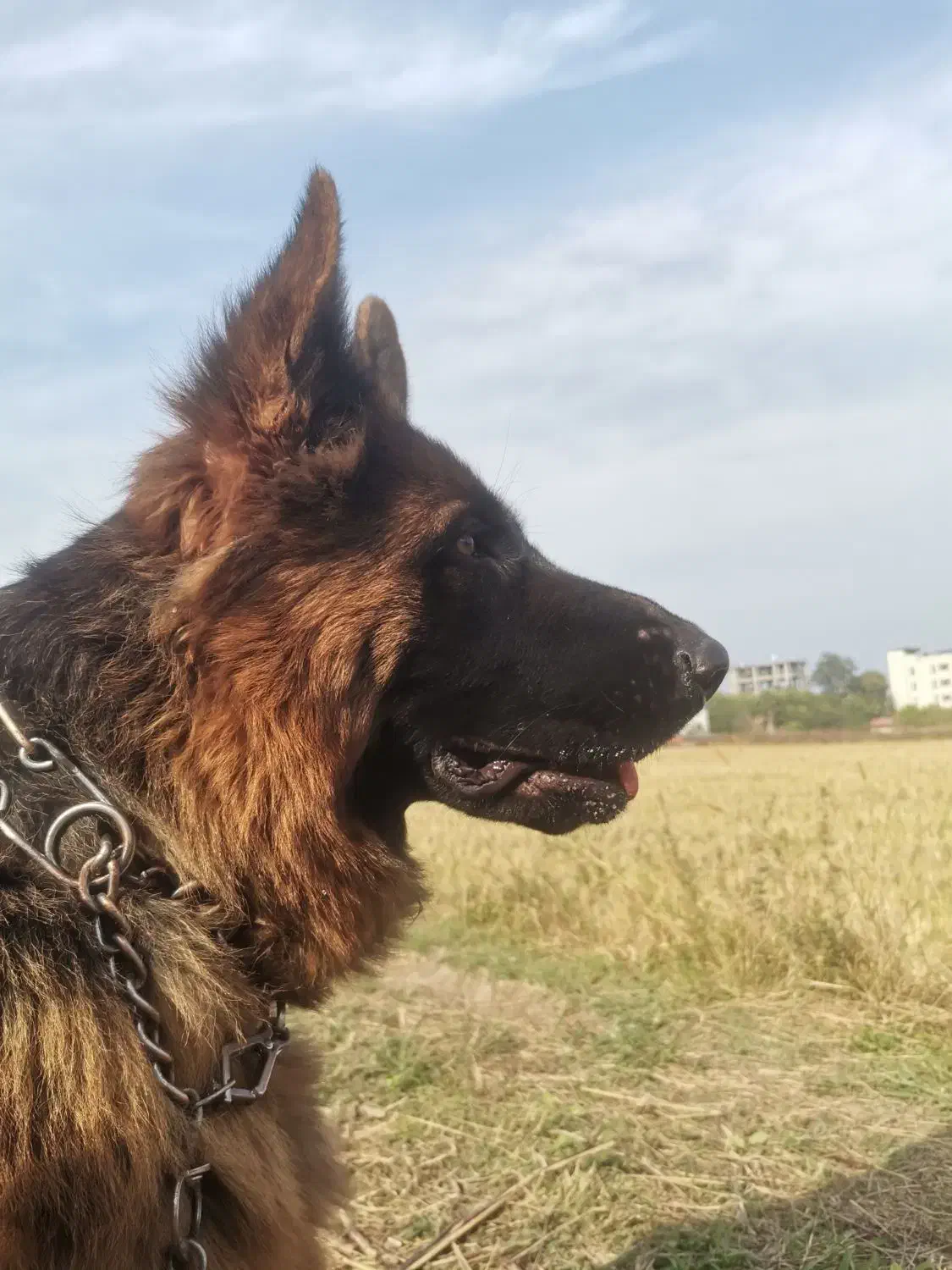 واگذاری سگ|سگ|نوشهر, |دیوار