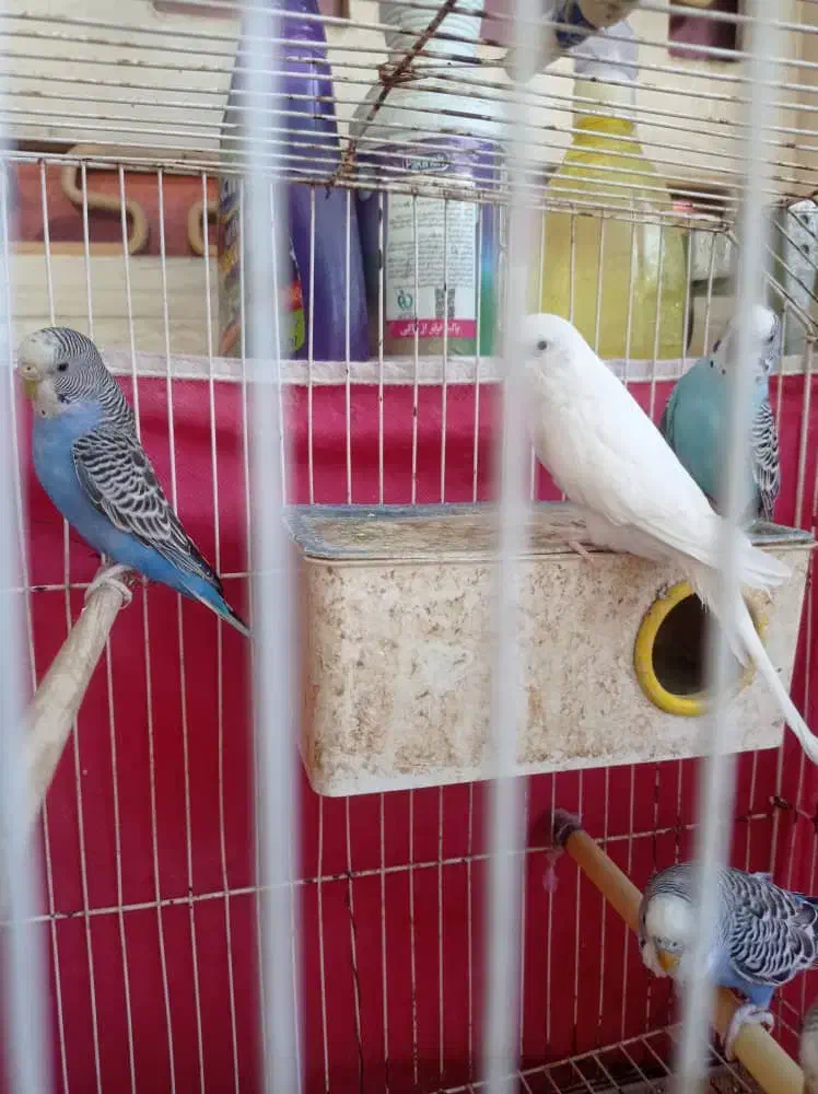 مرغ عشق|پرنده|اهواز, کمپلو جنوبی|دیوار