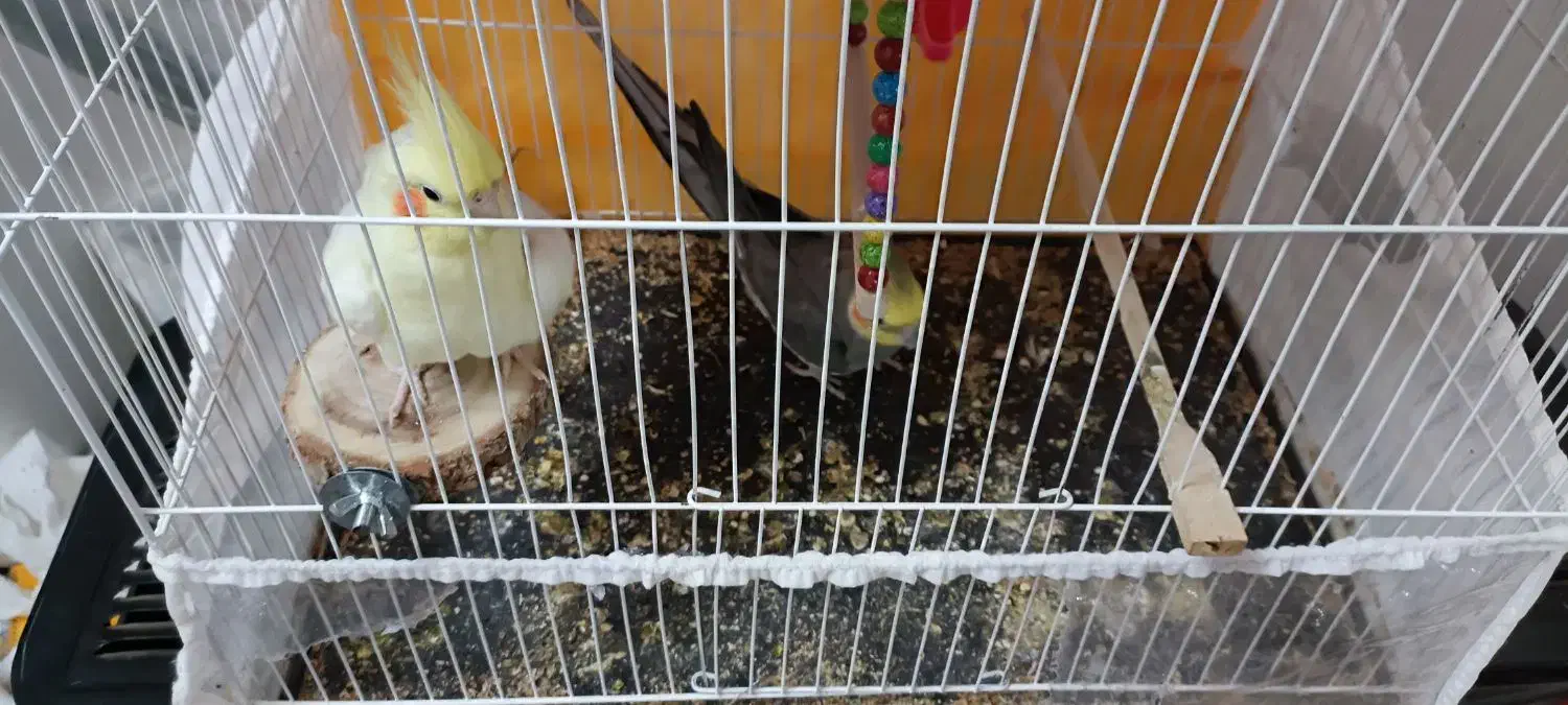 عروس هلندی و مرغ عشق پیدا شده|حیوانات|تربت جام, میان جام|دیوار