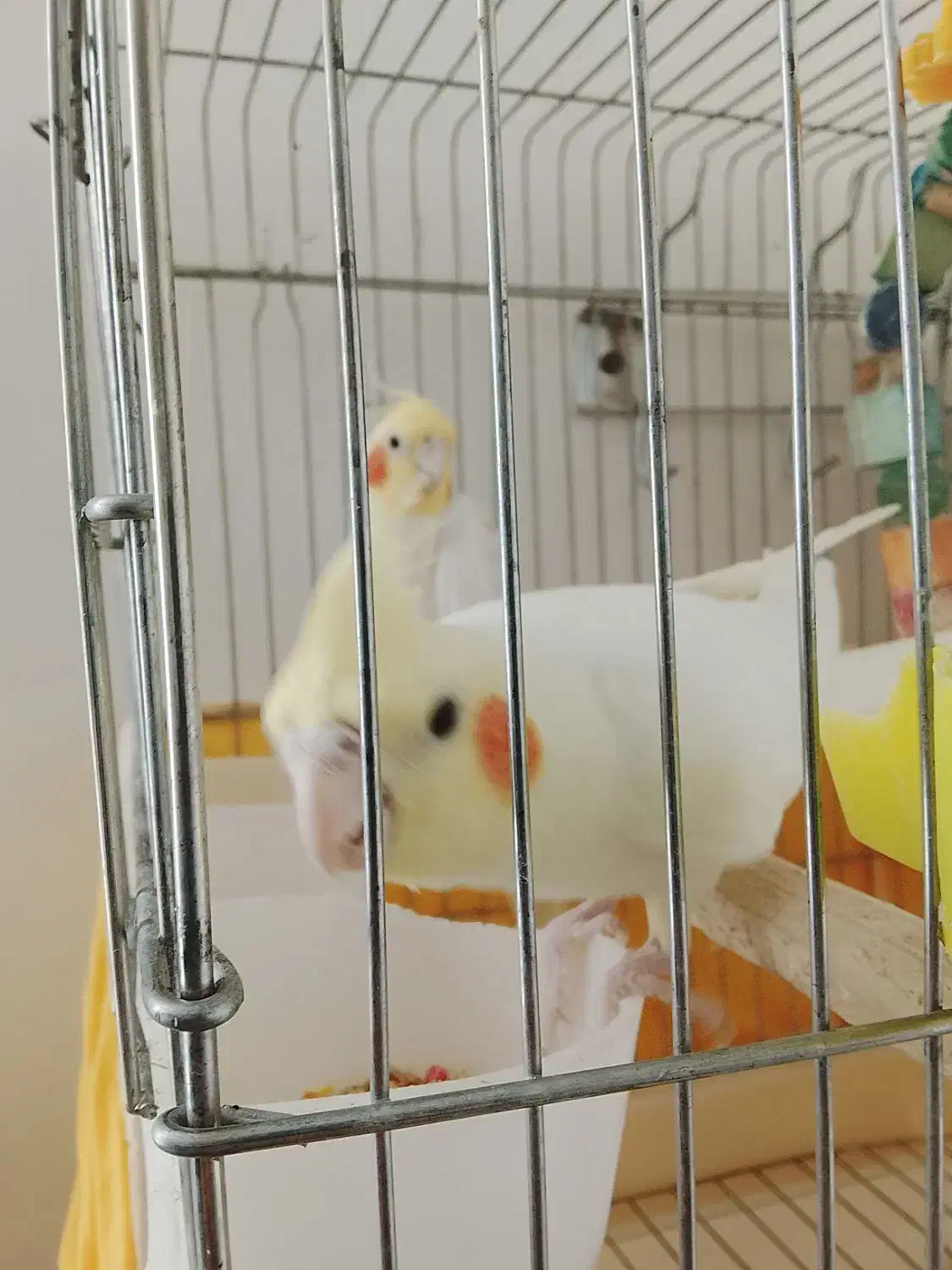 جفت عروس هلندی بالغ|پرنده|گلپایگان, |دیوار