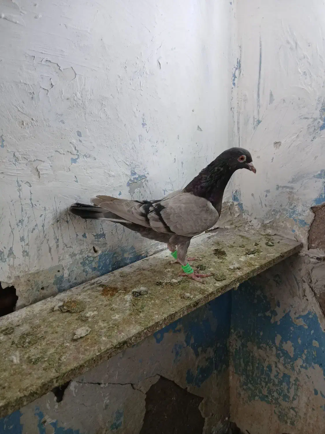 کاغذی ماده خطی|پرنده|قزوین, |دیوار