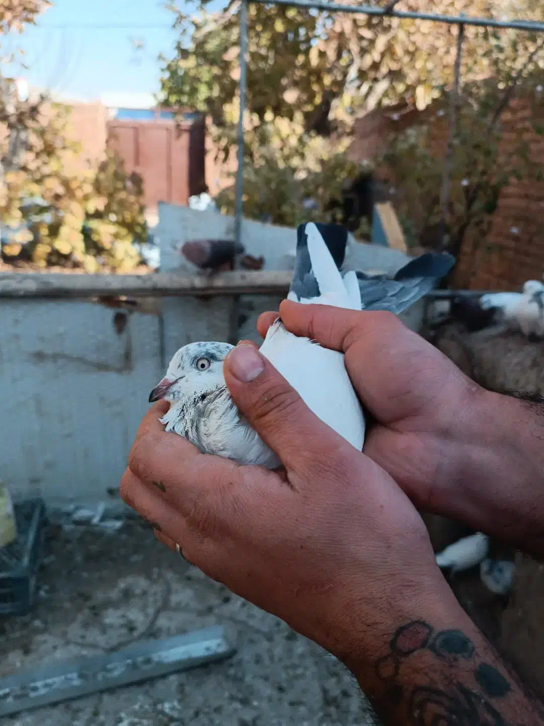 کفتر پرشی|پرنده|معصومیه, |دیوار