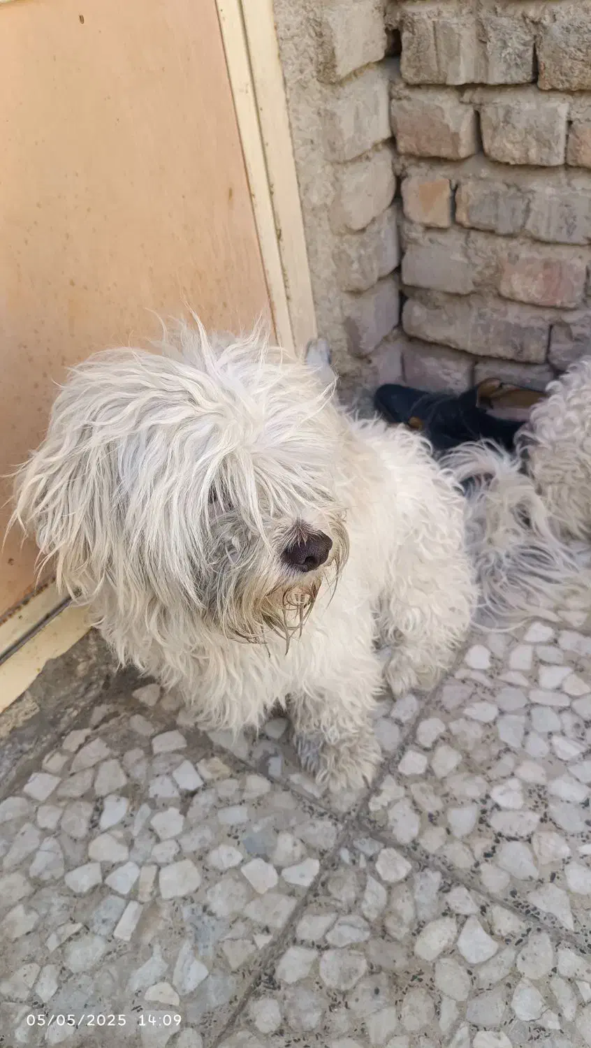 سگ شیتزو|سگ|زاهدان, |دیوار