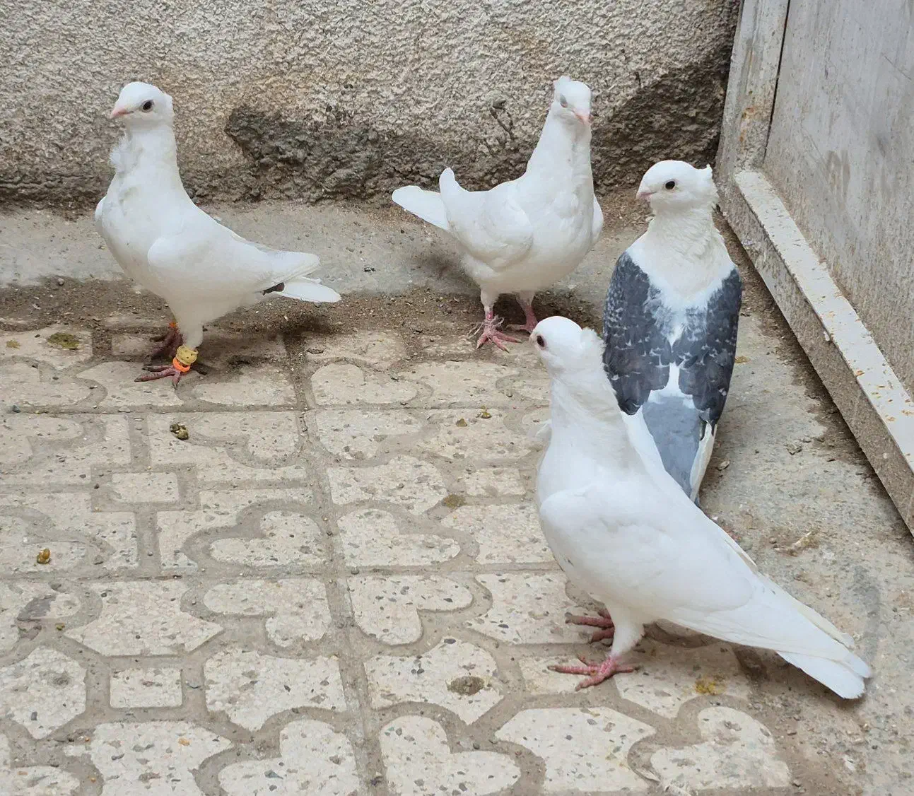 کبوتر سینه فر و پشت دار کفتر زینتی|پرنده|قزوین, |دیوار